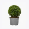 product-image-4_optimized Minim Veniam
